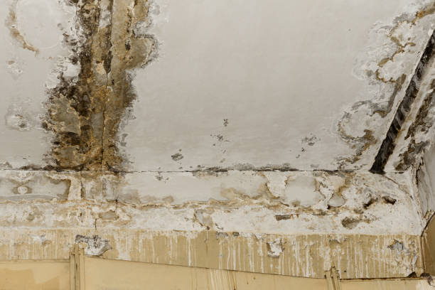 Best Mold Documentation for Insurance Claims  in Kenhorst, PA